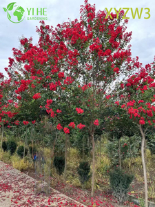 Árbol ornamental de Lagerstroemia parviflora, rojo - Planta de muestra de jardín con flores