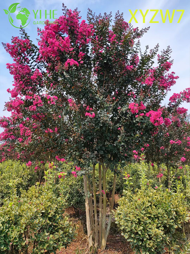 Albero di Lagerstroemia a tronco multiplo, pianta esemplare di giardino fiorito