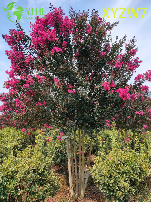 Multi - &aacute;rvore de Lagerstroemia do tronco, planta florescente do esp&eacute;cime do jar�im