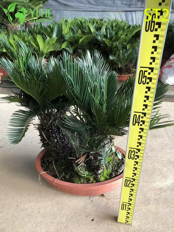 Bonsai Cycas Revoluta a tronco multiplo, palma da sago ornamentale sempreverde