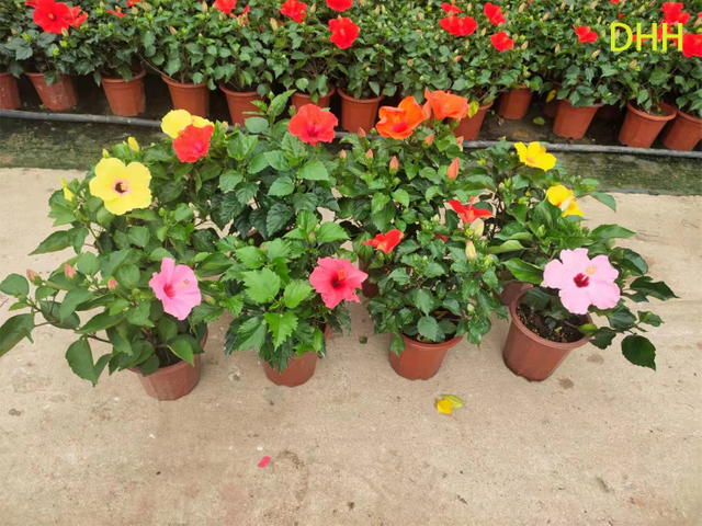 लाइव रेड ट्रॉपिकल हिबिस्कस ट्री स्टैंडर्ड फ्लावरिंग गार्डन प्लांट