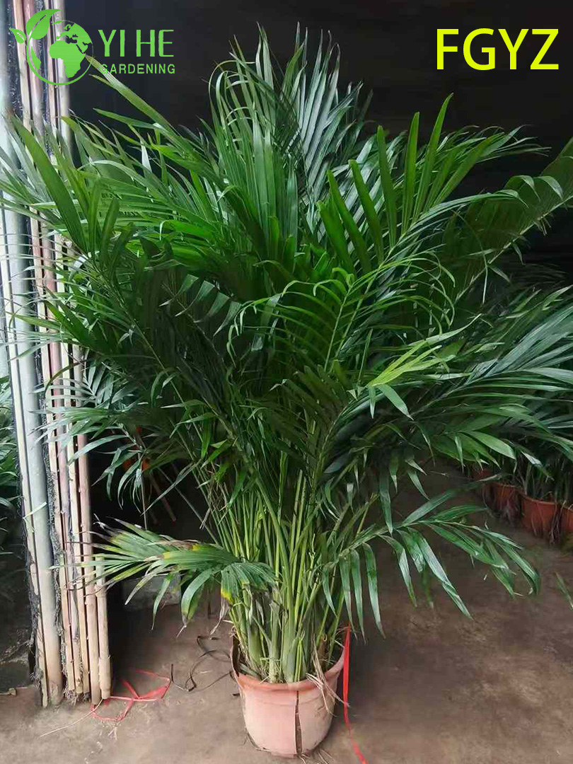 Immergr&uuml;ne Howea Belmoreana-Palme – Zimmer-Zierpflanze f&uuml;r Zuhause und B&uuml;ro