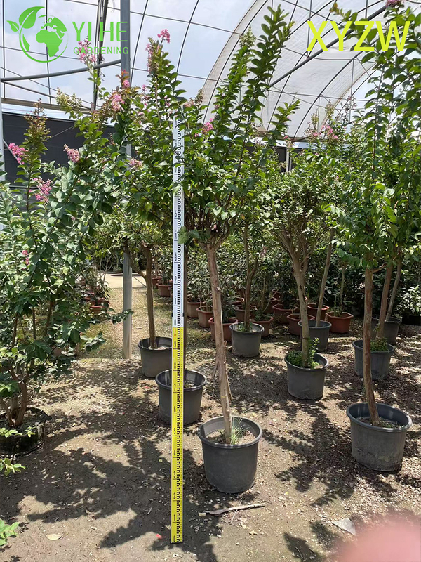 Albero di mirto nano ornamentale per l'esportazione all'ingrosso