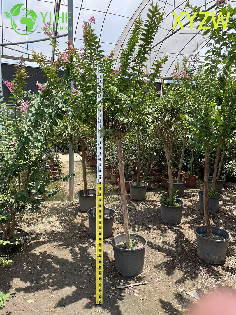 Albero di mirto nano ornamentale per l'esportazione all'ingrosso