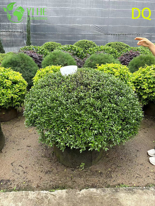 गार्डन लैंडस्केपिंग बोनसाई के लिए थोक लाइव आईलेक्स क्रेनाटा होली ग्लोब टोपरी