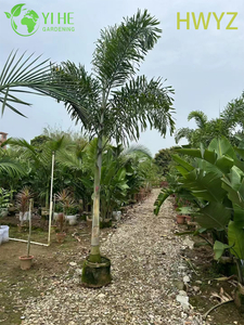 Comercio al por mayor de palmera de cola de zorra Wodyetia Bifurcata para paisajismo