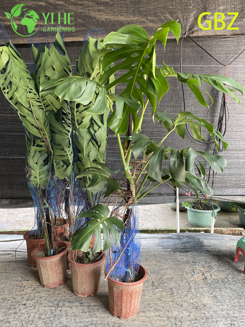 ຕົ້ນໄມ້ປູກຕົ້ນ Monstera Deliciosa ອ່ອນເຂດຮ້ອນ - ອາກາດຂຽວຕະຫຼອດປີ - ເຮັດໃຫ້ສີຂຽວໃນຮົ່ມບໍລິສຸດ