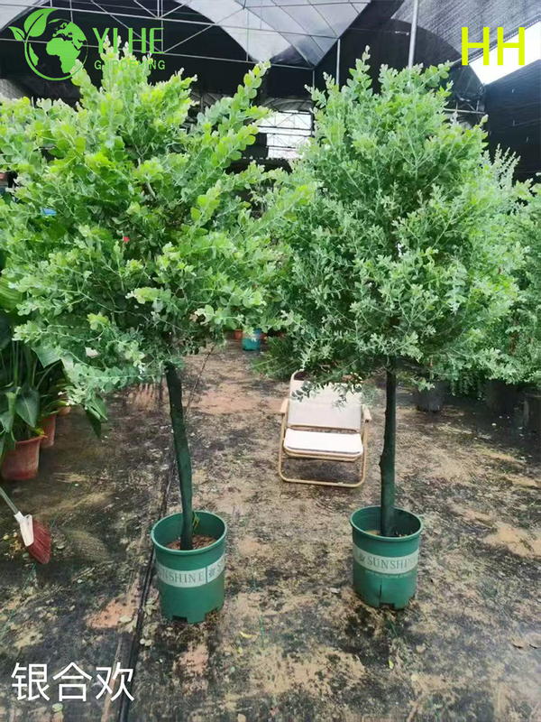 B&aacute;n bu&ocirc;n c&acirc;y hoa cảnh chất lượng xuất khẩu Albizia Julibrissin