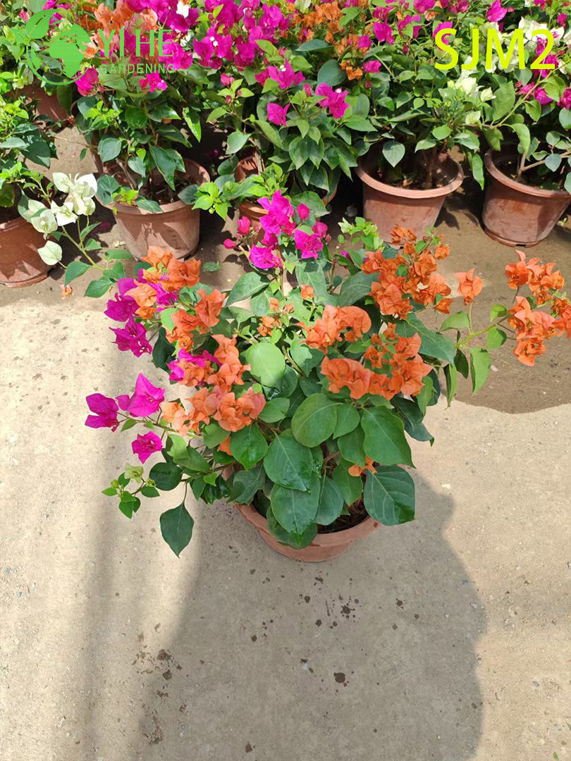 ຂາຍສົ່ງ Bougainvillea Standard Tree Live Plant for Patio Garden Bonsai