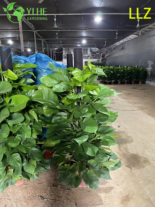 Evergreen Large - Leaf Pothos Pole para planta de purifica&ccedil;&atilde;o de ar interna
