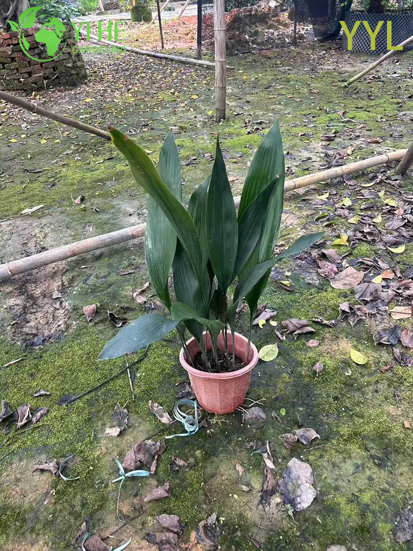 Hardy Evergreen Aspidistra elatior para jardines de sombra y plantas de decoraci&oacute;n de interiores
