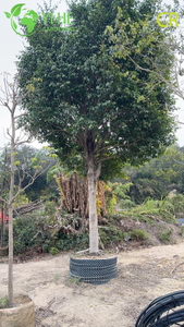 نباتات زينة داخلية بوعاء التين ونباتات أوراق الشجر الخضراء لتنقية الهواء