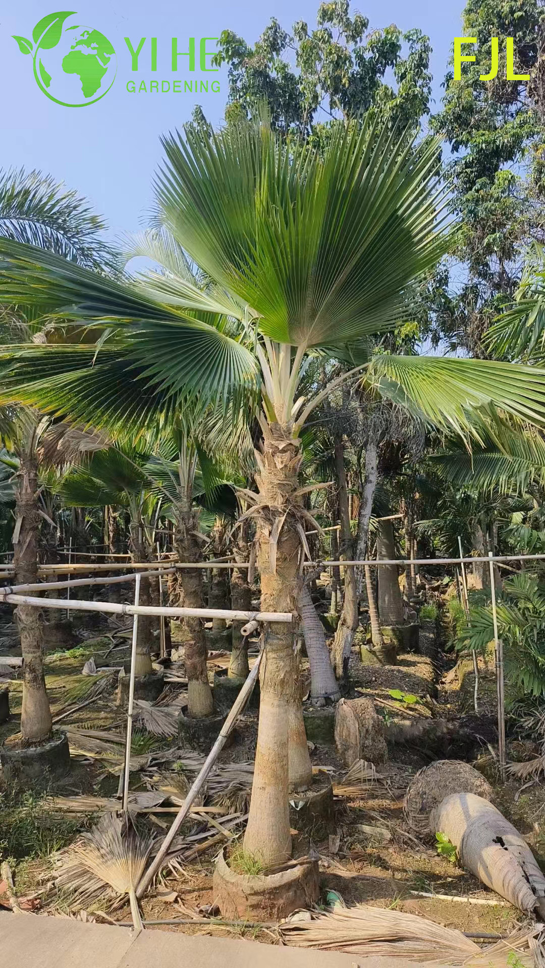 Palma delle Fiji all'ingrosso (Pritchardia Pacifica) - Grandi palme sempreverdi