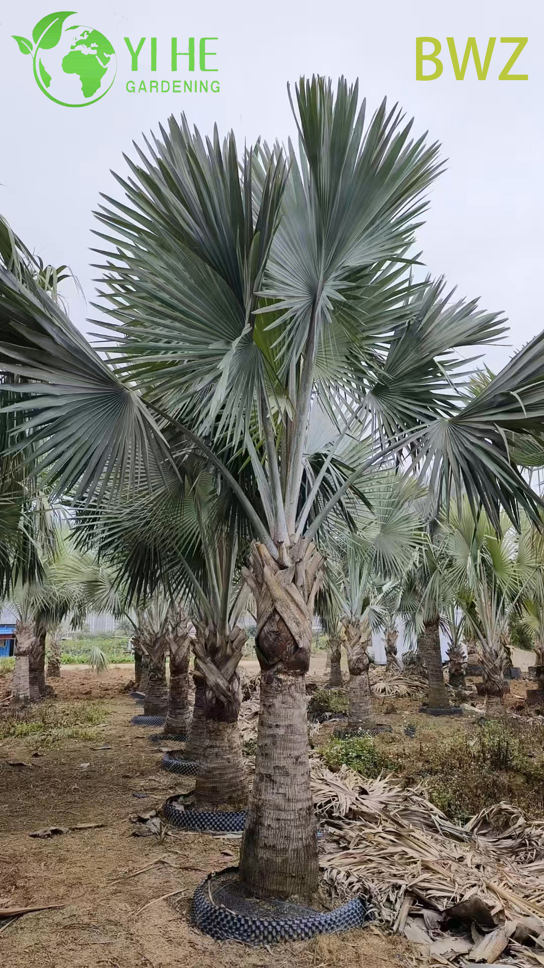 Commercio all'ingrosso per paesaggistica esterna, decorazione di giardini e progetti commerciali