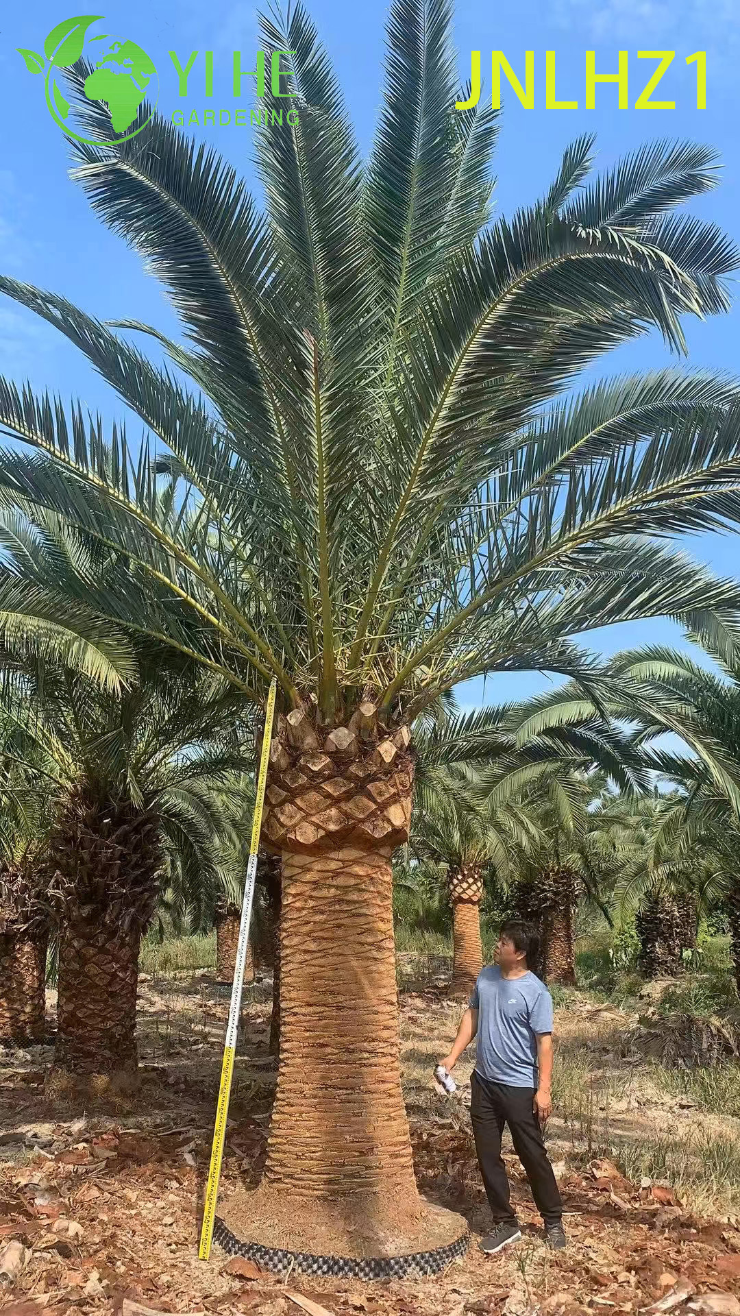 Kanarische Dattelpalme (Phoenix Canariensis) im Gro&szlig;handel – gro&szlig;e, winterharte Palmen