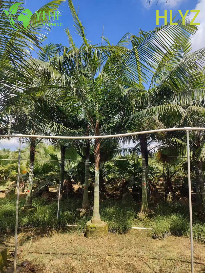 Rothalspalme (Dypsis leptocheilos) im Gro&szlig;handel – immergr&uuml;ne Zierpalmen