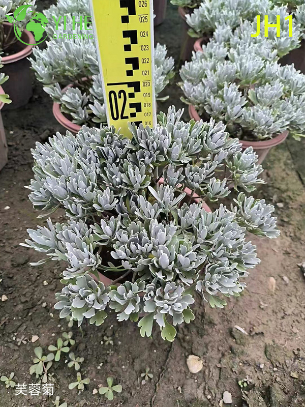 Piante in vaso di crisantemo all'ingrosso per decorazioni floreali stagionali per interni ed esterni