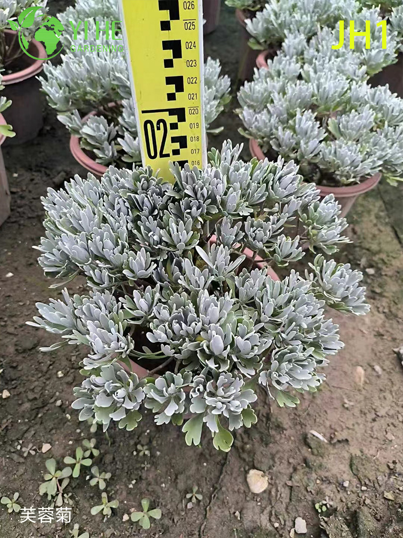 Piante in vaso di crisantemo all'ingrosso per decorazioni floreali stagionali per interni ed esterni