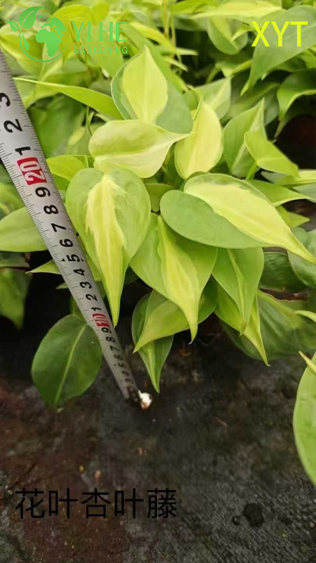 Оптовые горшечные растения Syngonium Podophyllum для внутреннего декора висячей листвы