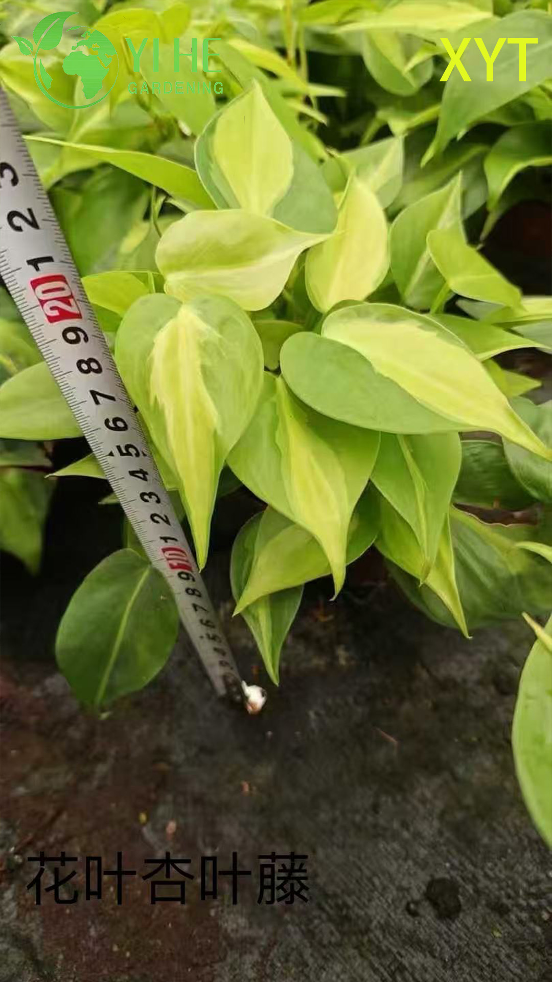 Оптовые горшечные растения Syngonium Podophyllum для внутреннего декора висячей листвы