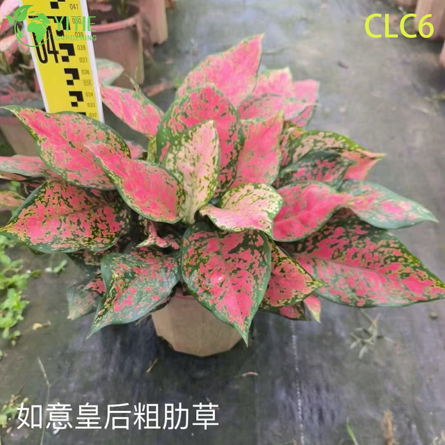 Plantas Aglaonema no atacado - Folhagem tropical interna para decora&ccedil;&atilde;o de escrit&oacute;rios dom&eacute;sticos