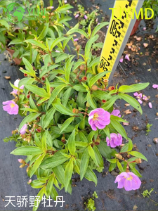 Tibouchina 'Tianjiao' plantes en pot pour décoration extérieure de fleurs violettes tropicales, vente en gros