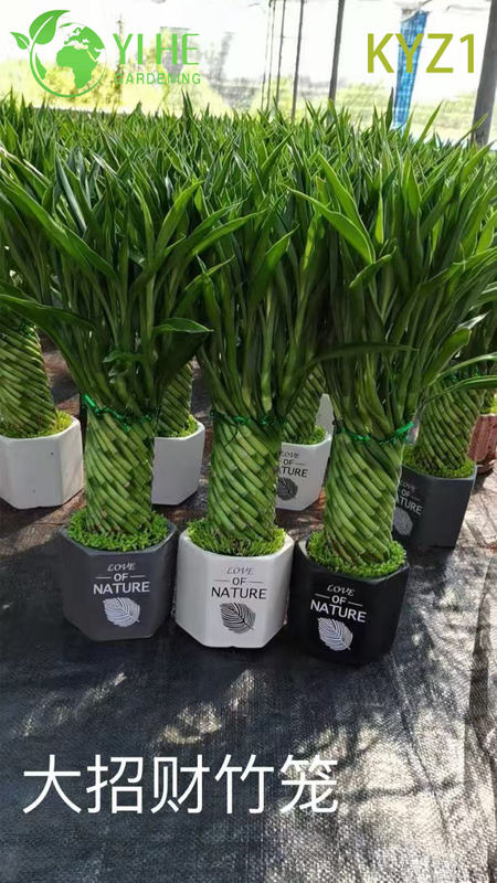 Горшечные растения Lucky Bamboo Dracaena оптом для домашнего декора и подарков