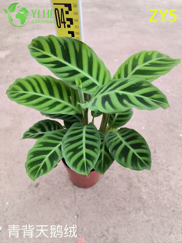Premium Toptan Calathea Bitkileri - İ&ccedil; Mekan/Dış Mekan Dekorasyonu i&ccedil;in Tropikal Yeşillik