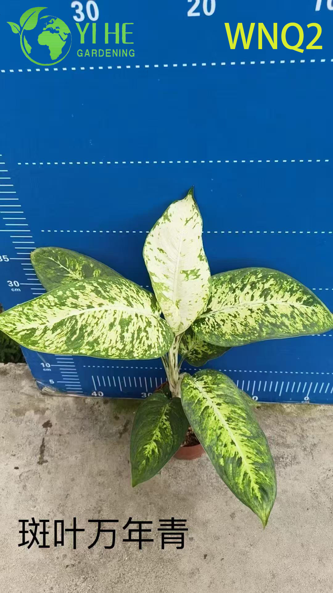 Piante di Aglaonema all'ingrosso - Fogliame tropicale resistente per la decorazione di interni