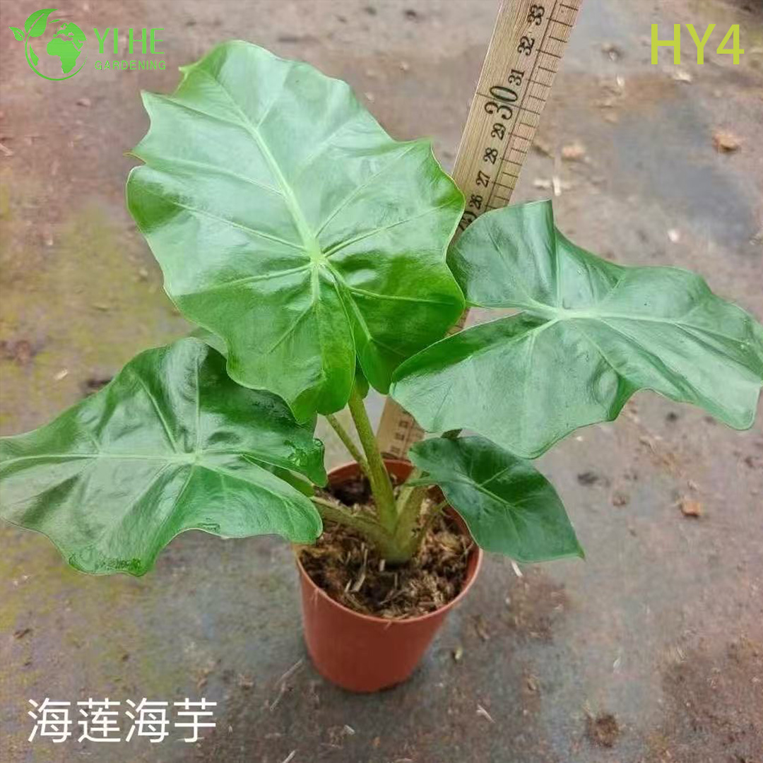 Premium grote tropische Alocasia-planten voor groothandelsexport