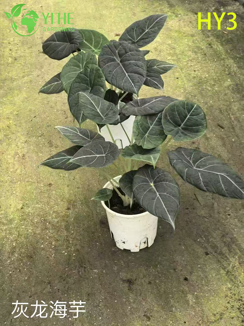 ፕሪሚየም ትልቅ - ቅጠል Alocasia ለጅምላ ወደ ውጭ መላክ ማስጌጥ እና የመሬት ገጽታ
