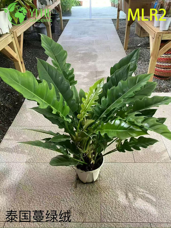 Plantas de filodendro al por mayor - Follaje tropical para paisajismo decorativo interior y exterior
