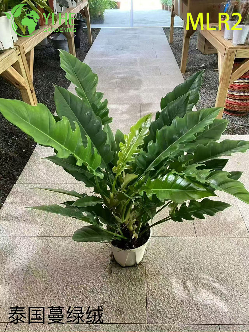 Plantas de filodendro al por mayor - Follaje tropical para paisajismo decorativo interior y exterior