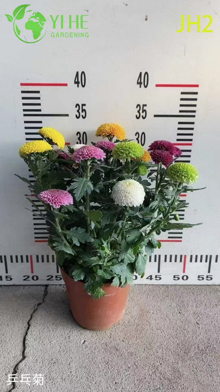 Venta al por mayor de flores de crisantemo - Coloridas plantas ornamentales en maceta reci&eacute;n cortadas