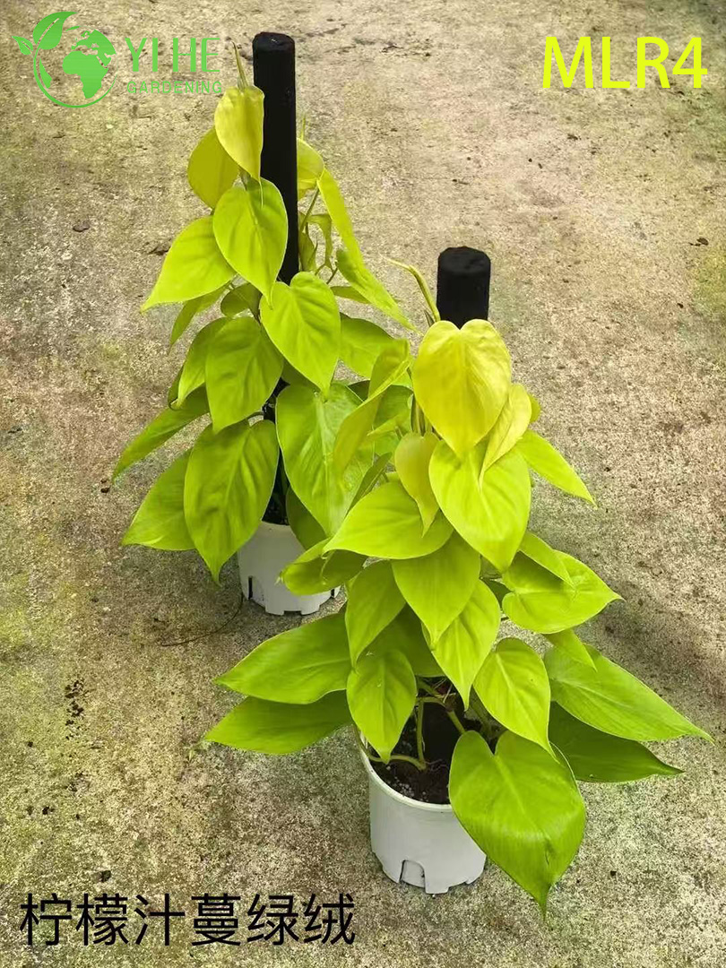 Plantes Philodendron en gros - Verdure d&eacute;corative &agrave; feuillage luxuriant int&eacute;rieur/ext&eacute;rieur