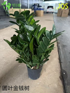 Vente en gros de plantes en pot Zamioculcas Zamiifolia pour une décoration intérieure nécessitant peu d'entretien