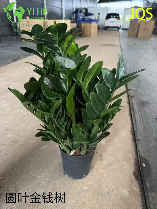Hurtownia roślin doniczkowych Zamioculcas Zamiifolia do dekoracji wnętrz, wymagających niewielkiej konserwacji