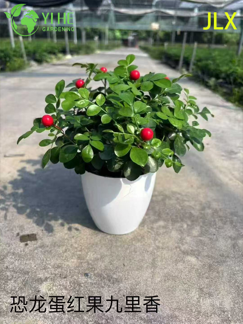 نباتات Murraya Paniculata المُحفوظة بوعاء للبيع بالجملة لتزيين الزهور العطرة في الأماكن المغلقة والخارجية