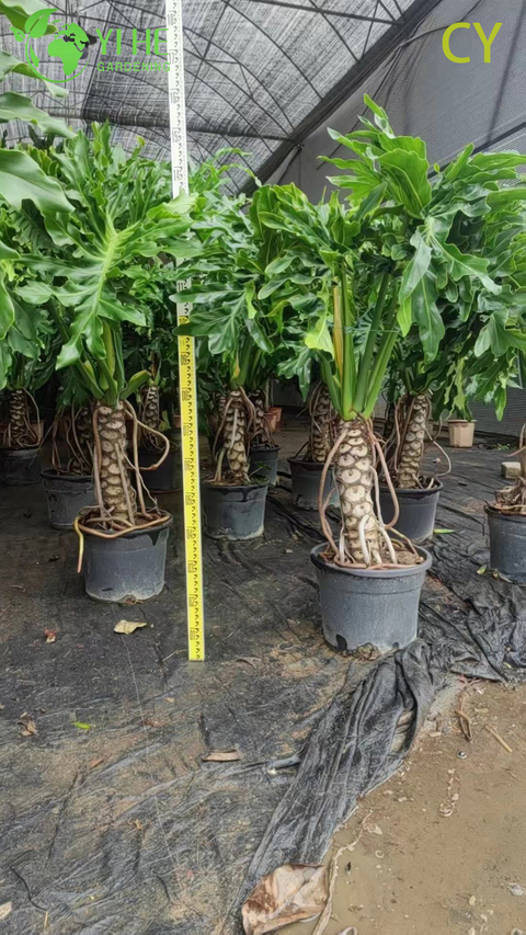 इंडोर गार्डन बोनसाई के लिए थोक उष्णकटिबंधीय फिलोडेंड्रोन सेलौम होप प्लांट