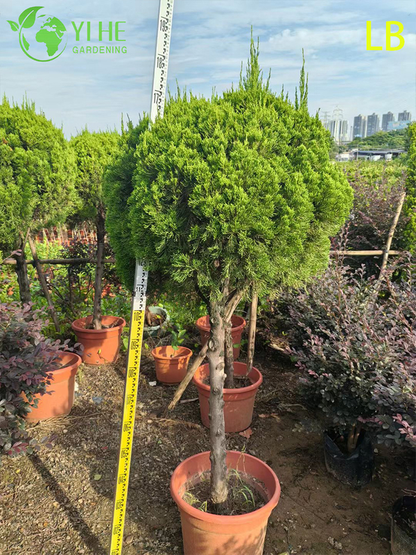 Bonsai ornamentale maturo Sabina chinensis (Kaizuca) per la decorazione del giardino