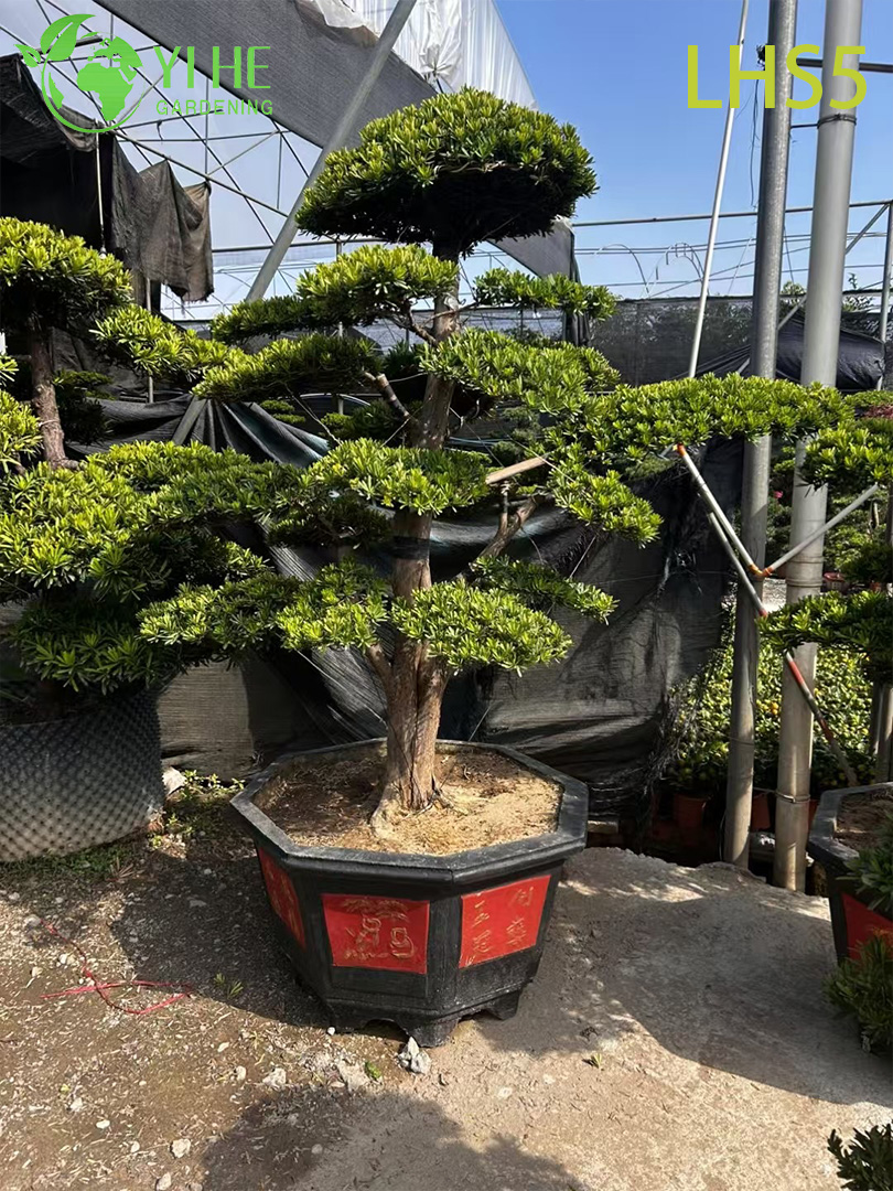 Oryantal - Peyzaj Sanatı i&ccedil;in Tarz Katmanlı Podocarpus Bonsai