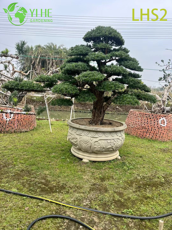 សិល្បៈ - រាង Podocarpus Bonsai សម្រាប់ការបង្ហាញសួន