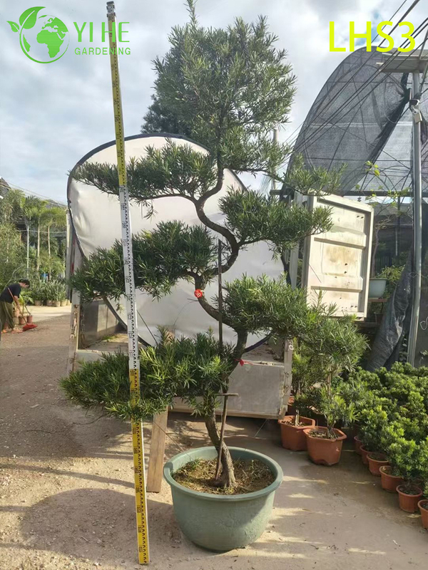 Bonsai Podocarpus a forma di S per decorazioni artistiche da giardino