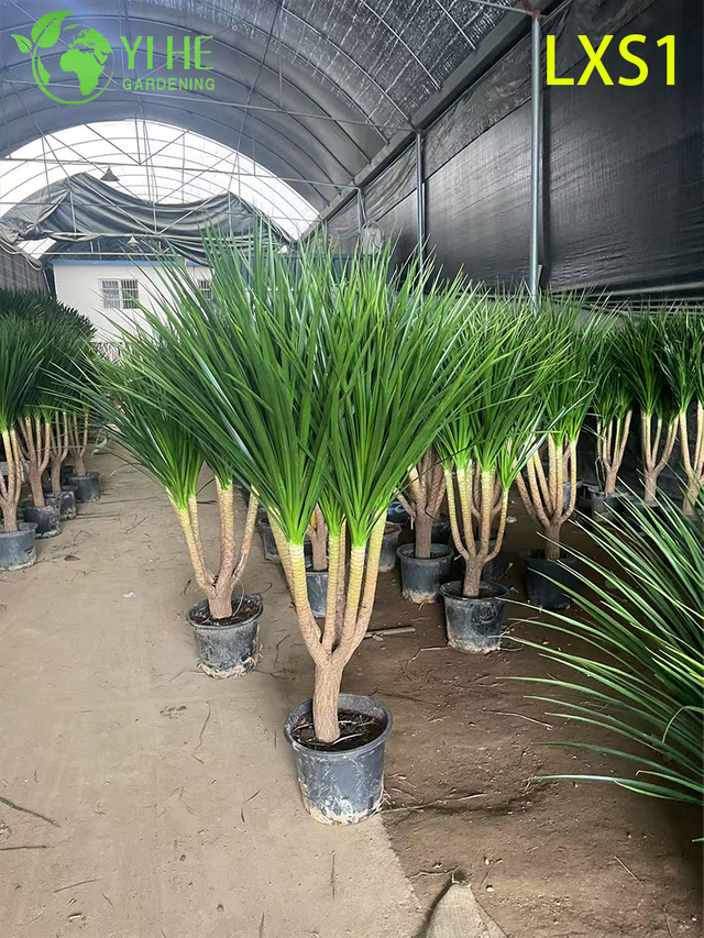 इनडोर आउटडोर सजावट के लिए लंबा सदाबहार ड्रेकेना ड्रेको