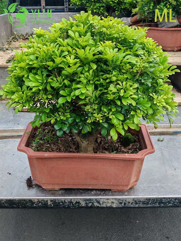 इनडोर सजावट के लिए सुगंधित एग्लिया ओडोरटा बोनसाई