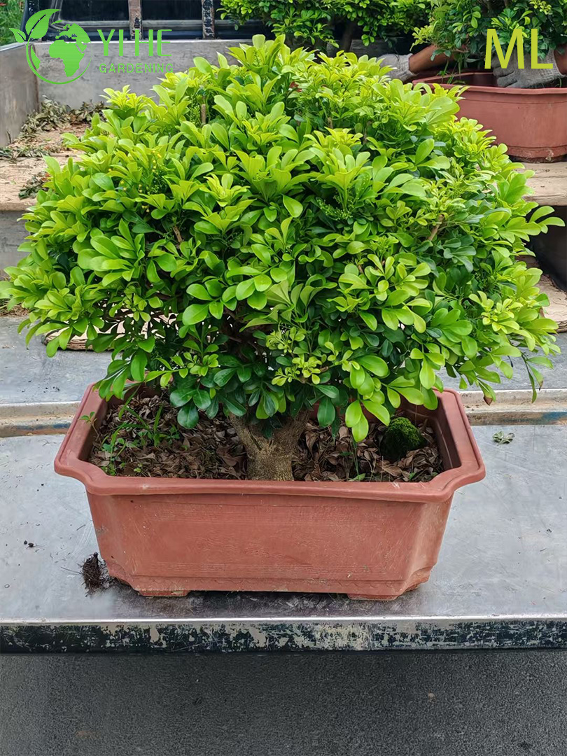 इनडोर सजावट के लिए सुगंधित एग्लिया ओडोरटा बोनसाई