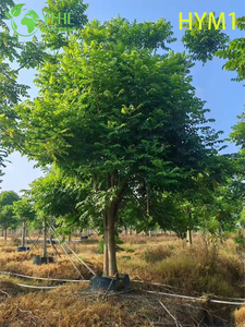 Ozdobne rodzime drzewo kwitnące Spathodea campanulata