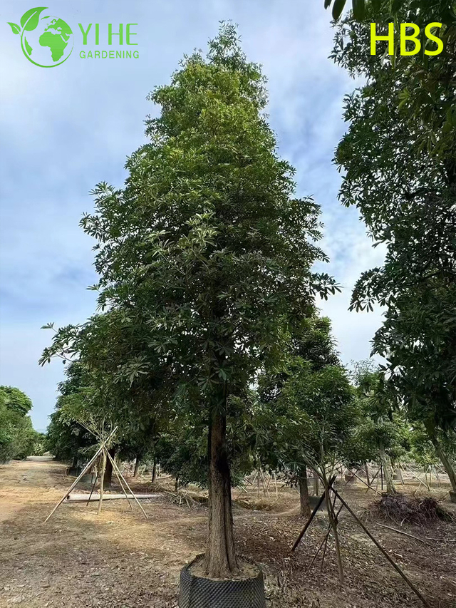 Ornamental Tropical Alstonia Scholaris, &Aacute;rvore de quadro-negro de paisagem perene, Planta alta de Alstonia com flores, &Aacute;rvore escolar de jardim tropical