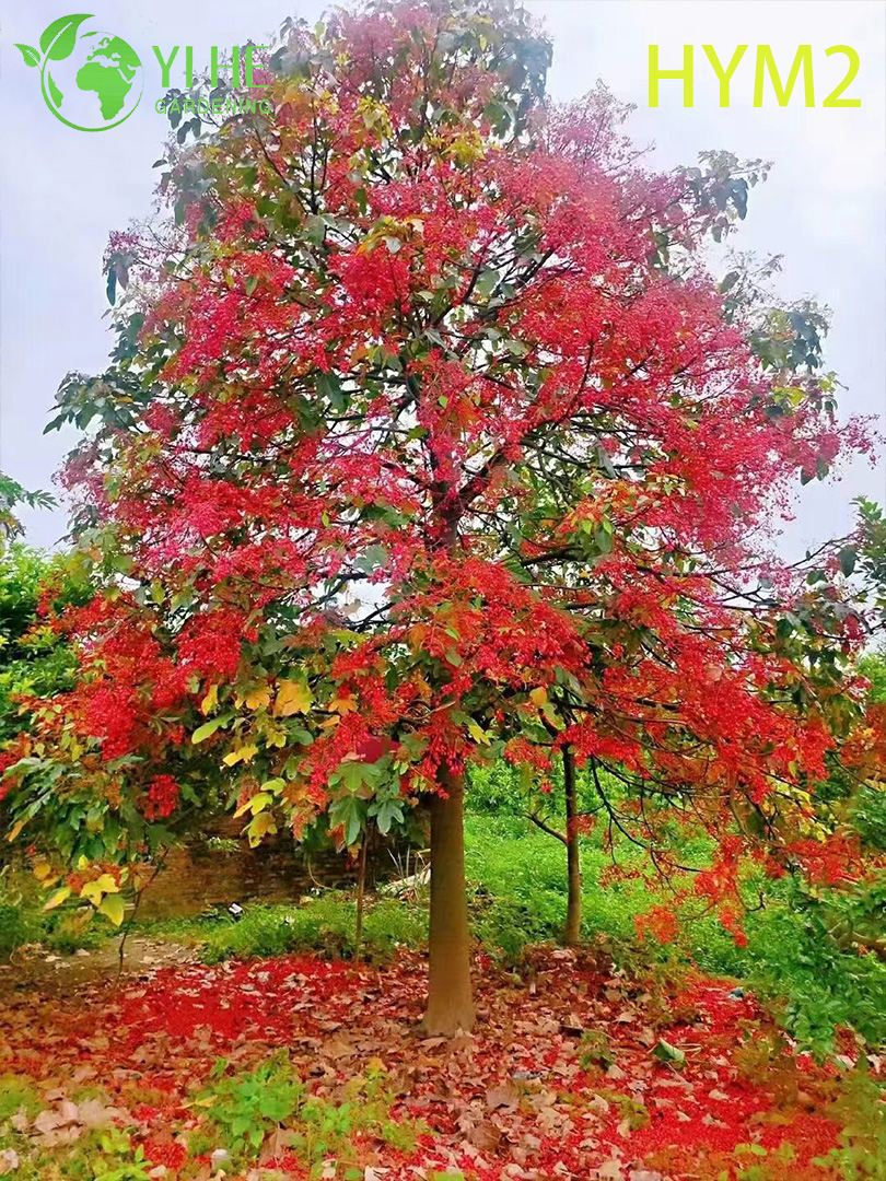 Árbol de llama Brachychiton acerifolius australiano ornamental