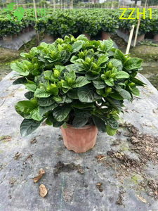 Esportazione all'ingrosso Gardenia Jasminoides Arbusto da fiore ornamentale Qualità premium